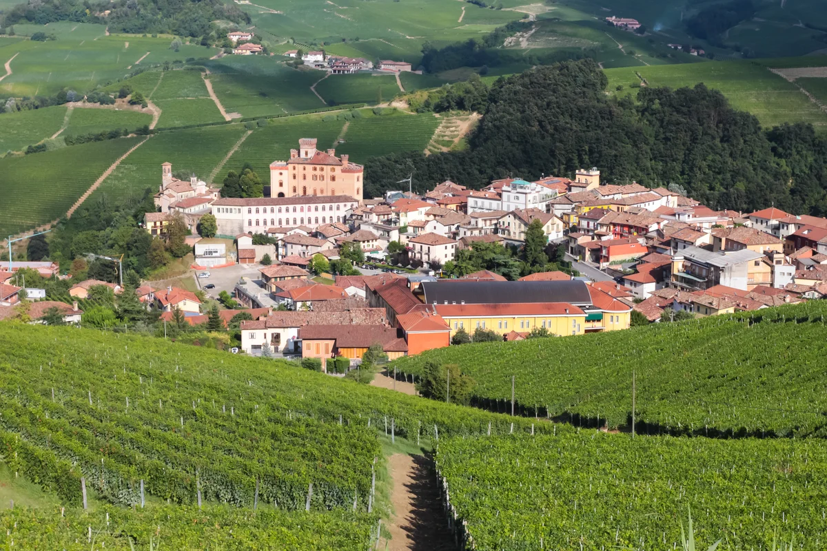 vineyards in Barolo