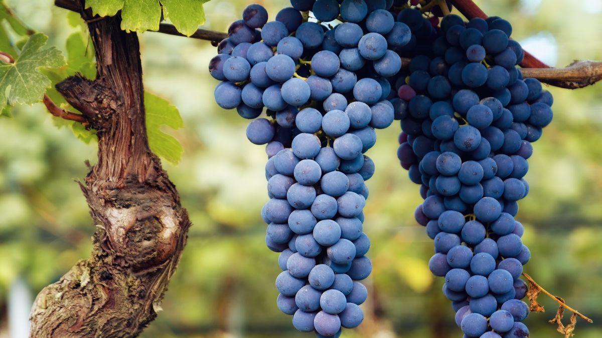 Barol Exploring Barolo: The King of Italian Red Wines