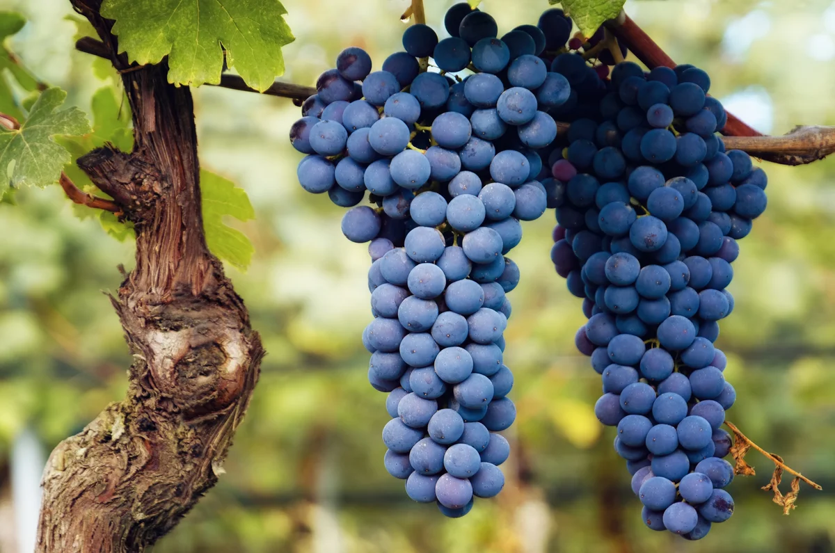 Nebbiolo grapes