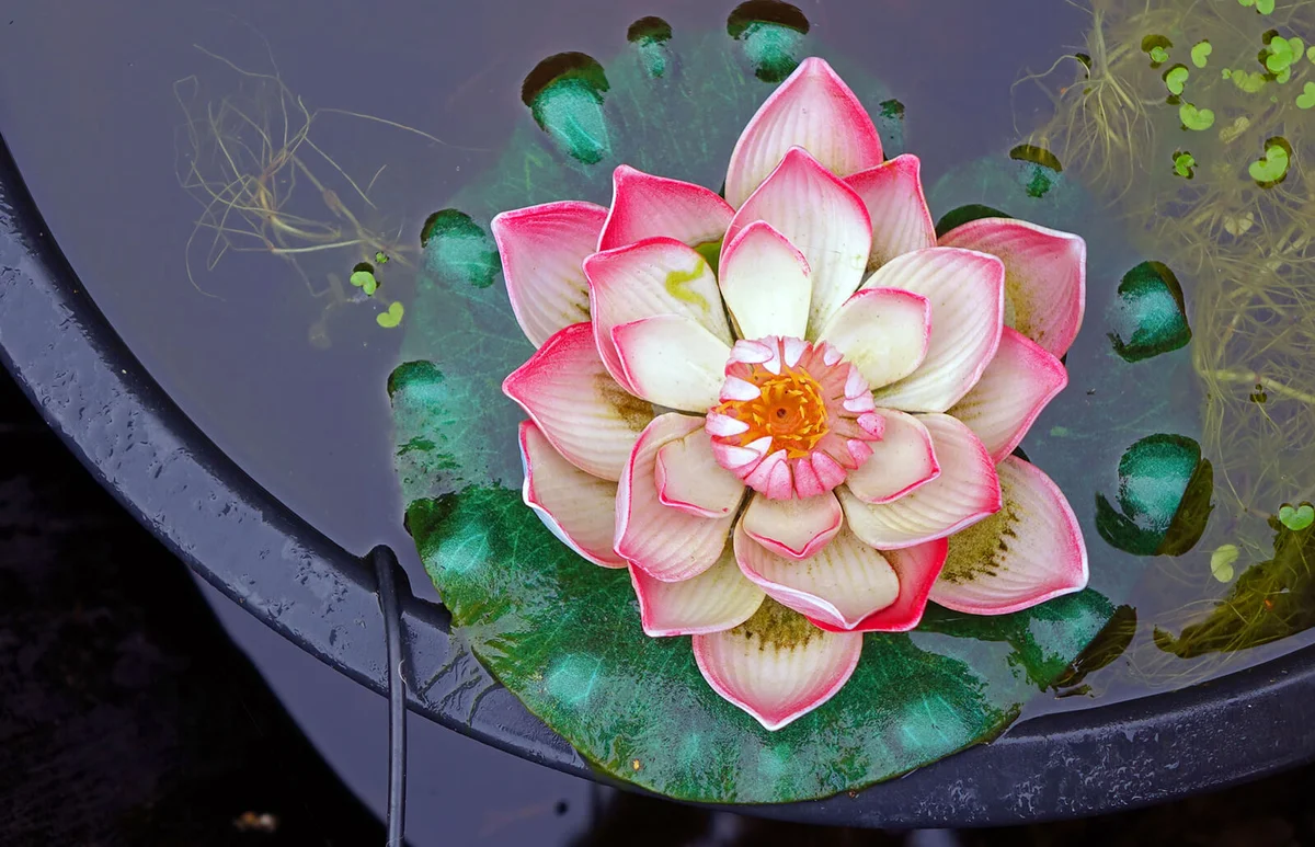 Open lotus flower