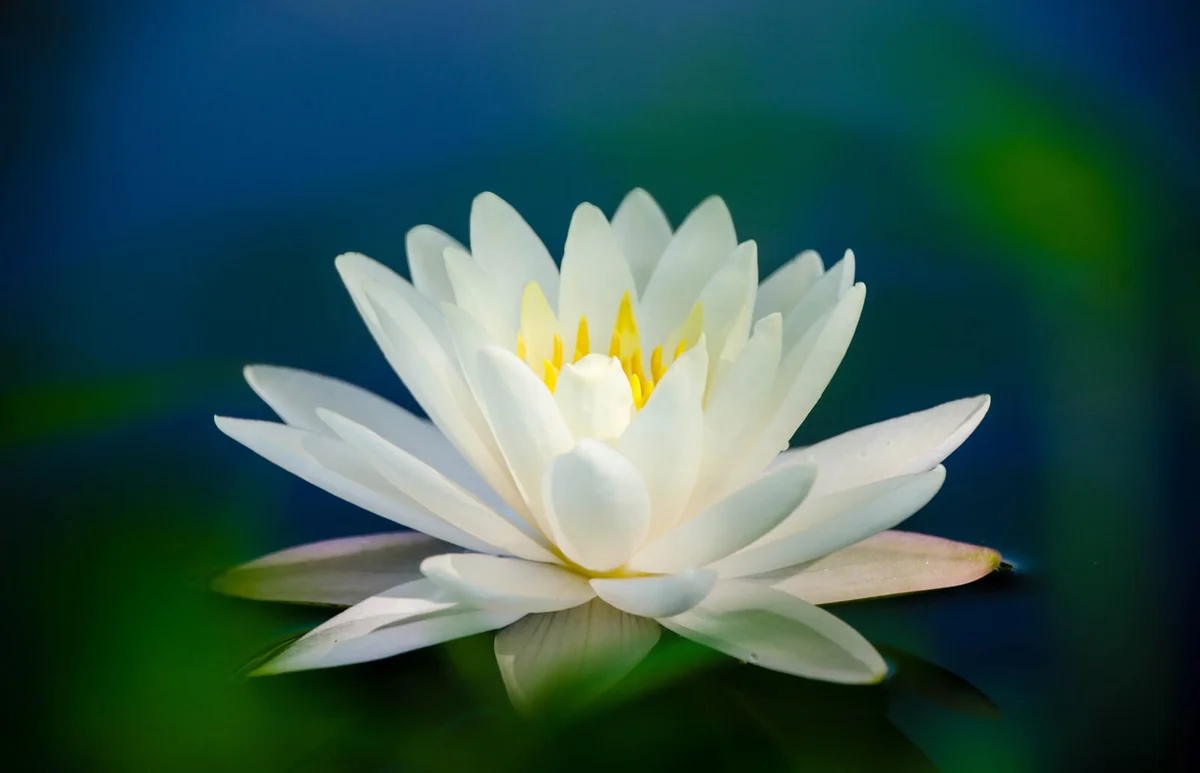 White lotus flower