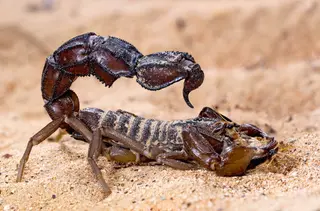 Arabian fat-tailed Scorpion