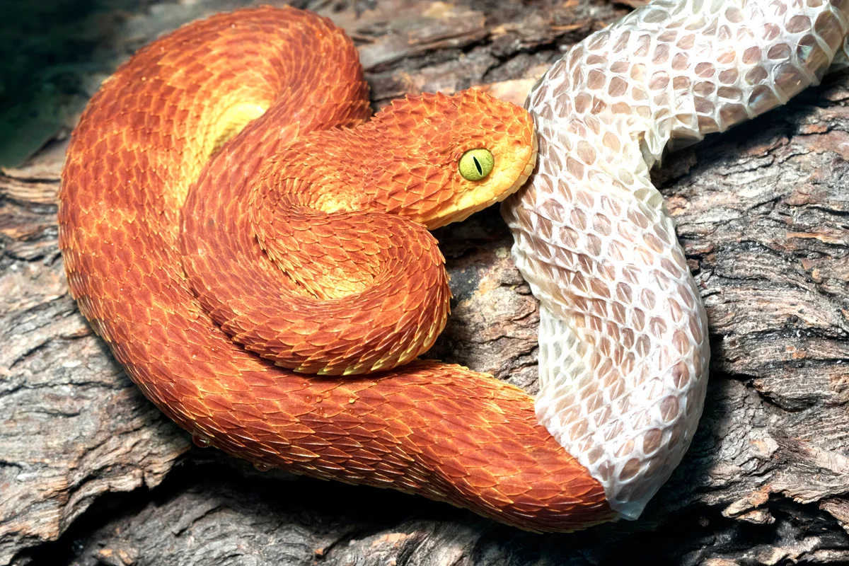 Snake Shedding it's skin