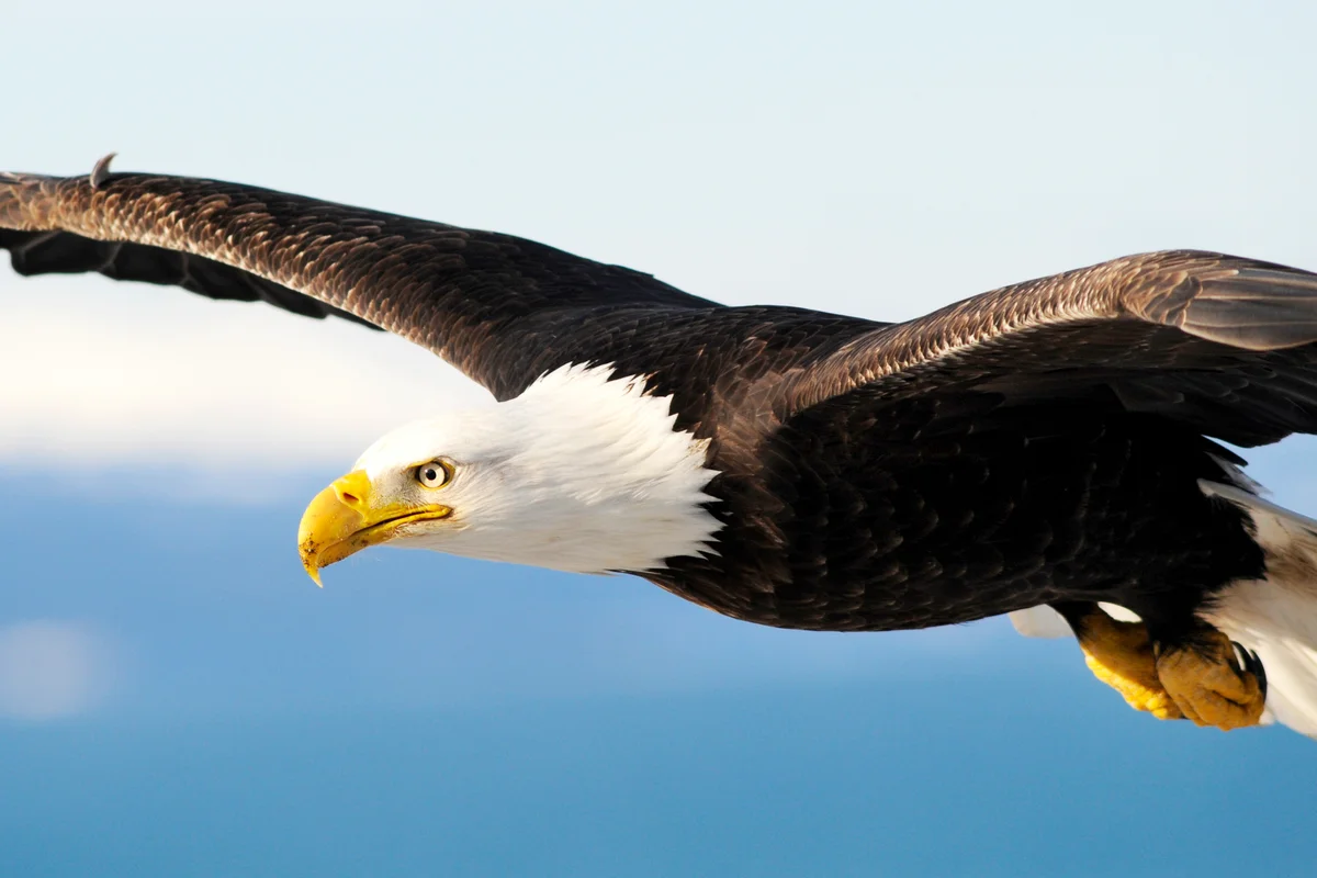 Bald Eagle flying