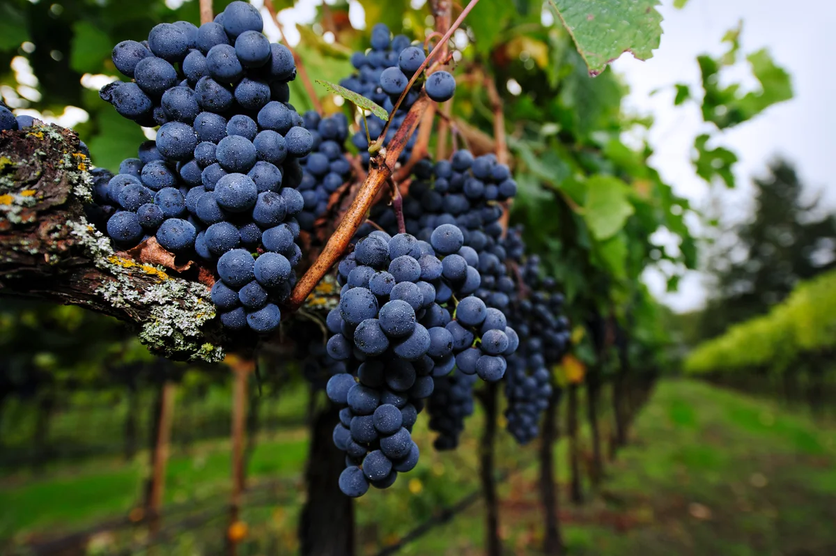 Merlot grapes in vineyard