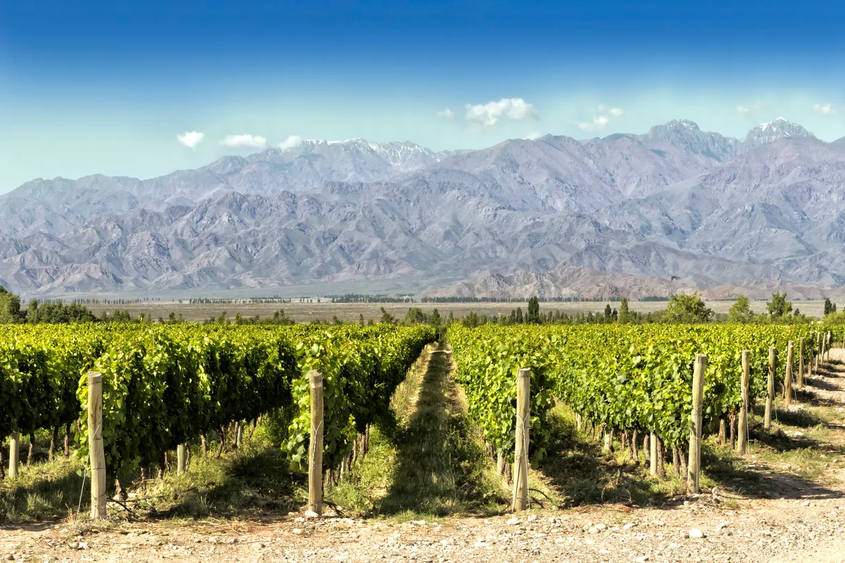 Malbec vineyard in Argentina