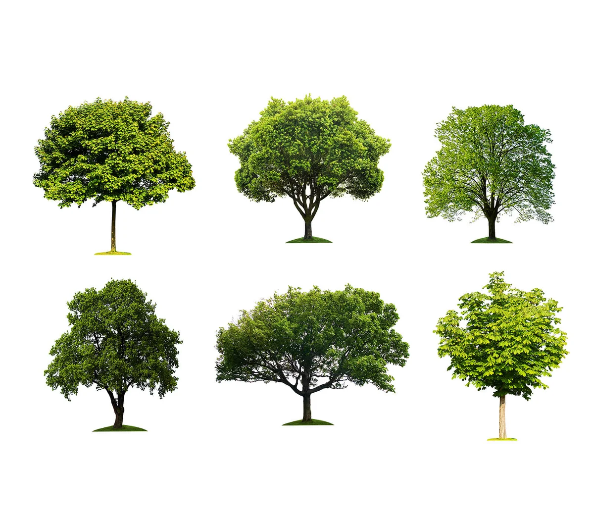 Trees collection