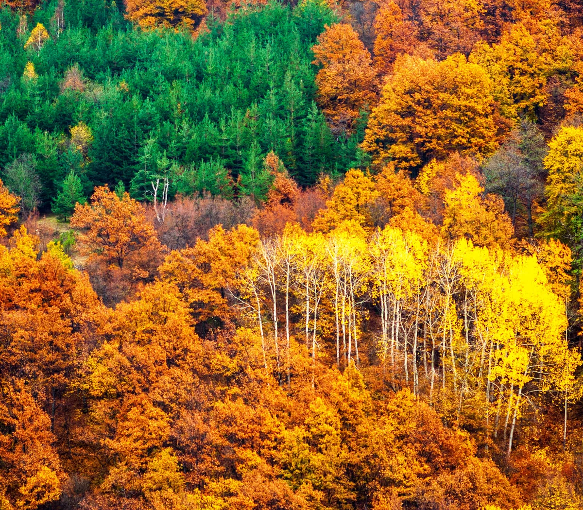 Rhodope Mountain, Bulgaria