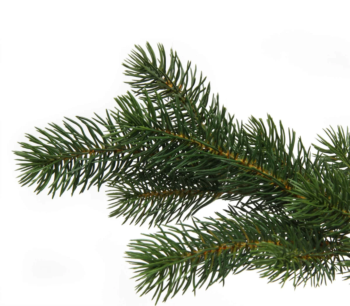 Low Angle View Of Pine Tree Against Sky