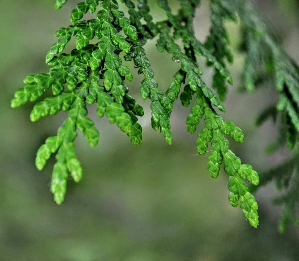 Close-up of green leaves