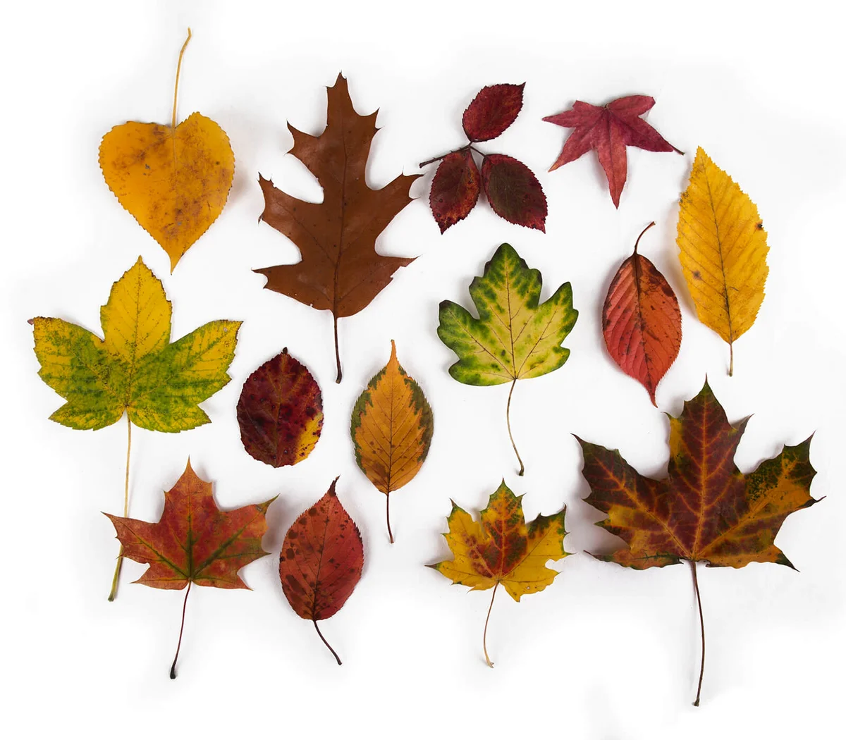 A colorful arrangement of autumn leaves