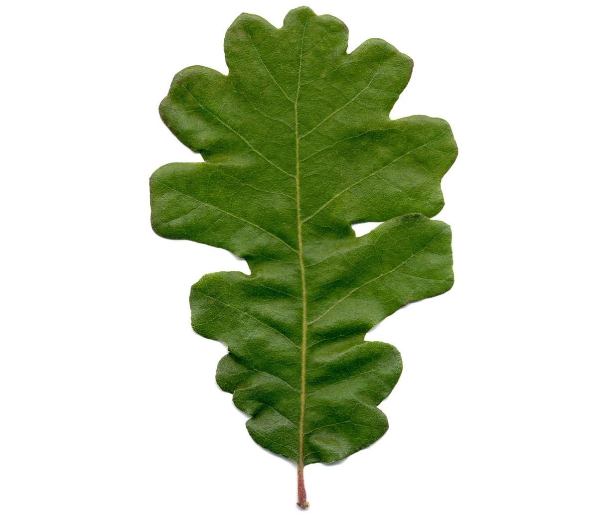bur oak leaf, Quercus macrocarpa