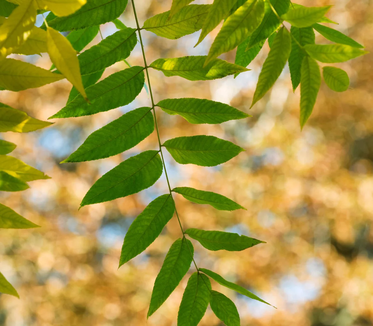 Green foliage on tree branch