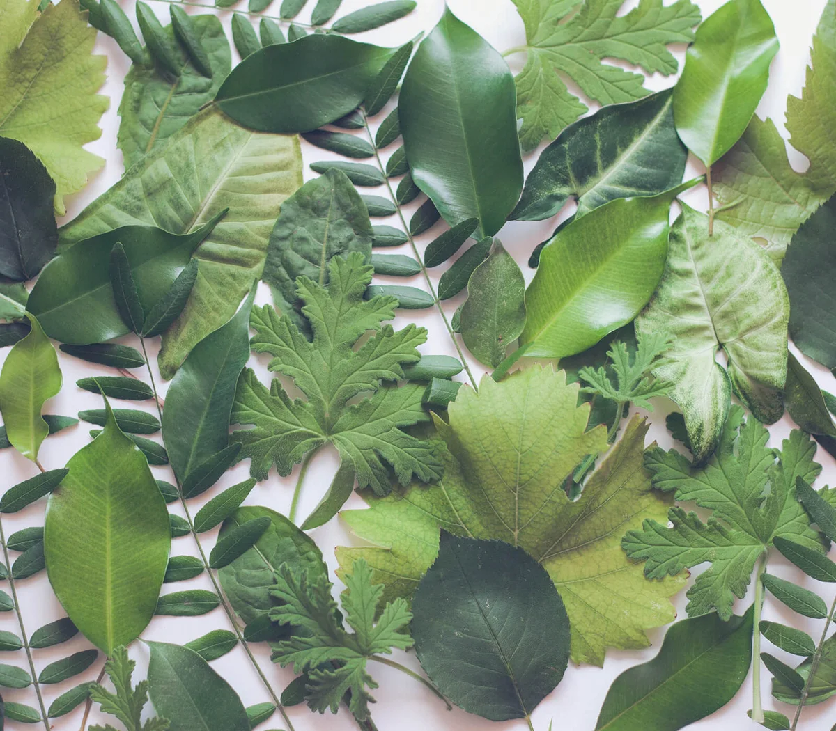 Green leaf on white background wallpaper flat lay