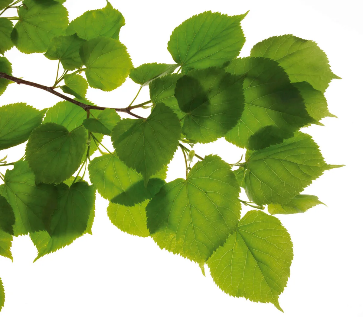 Lime tree leaves, (Tilia)