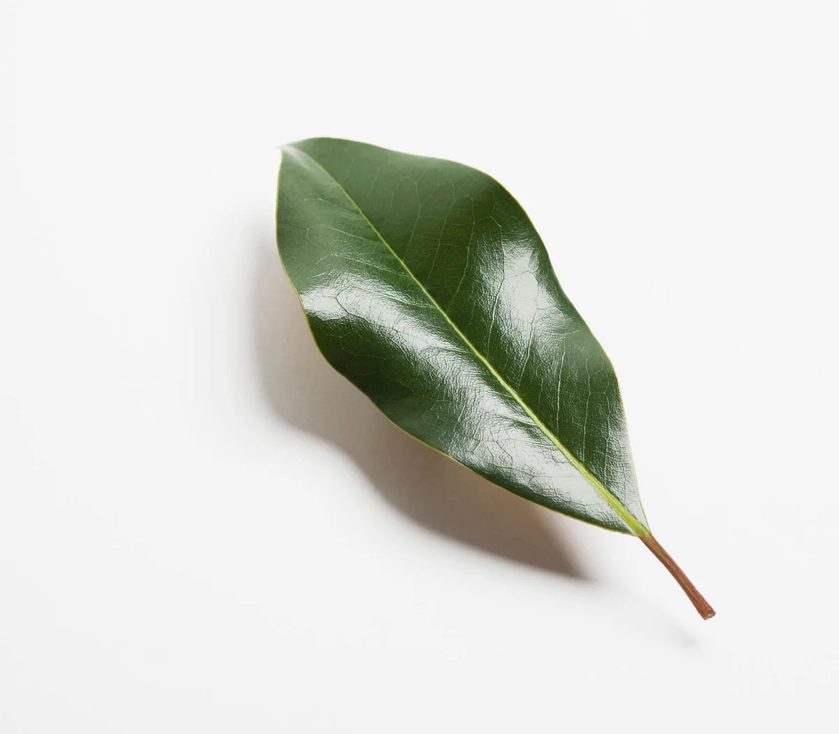 Green magnolia leaf