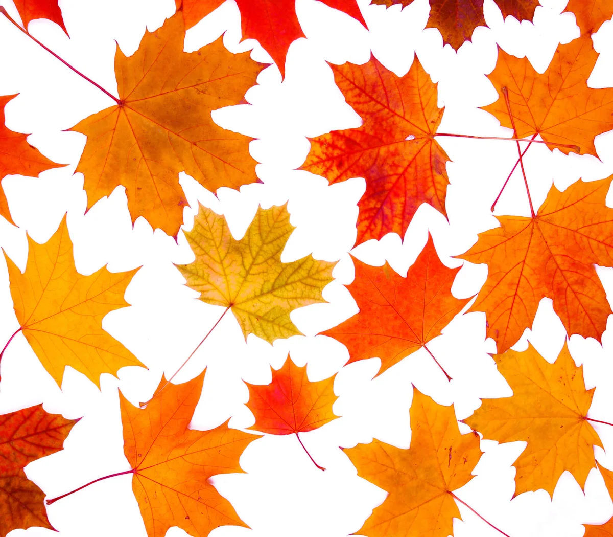 Orange Maple Leaves