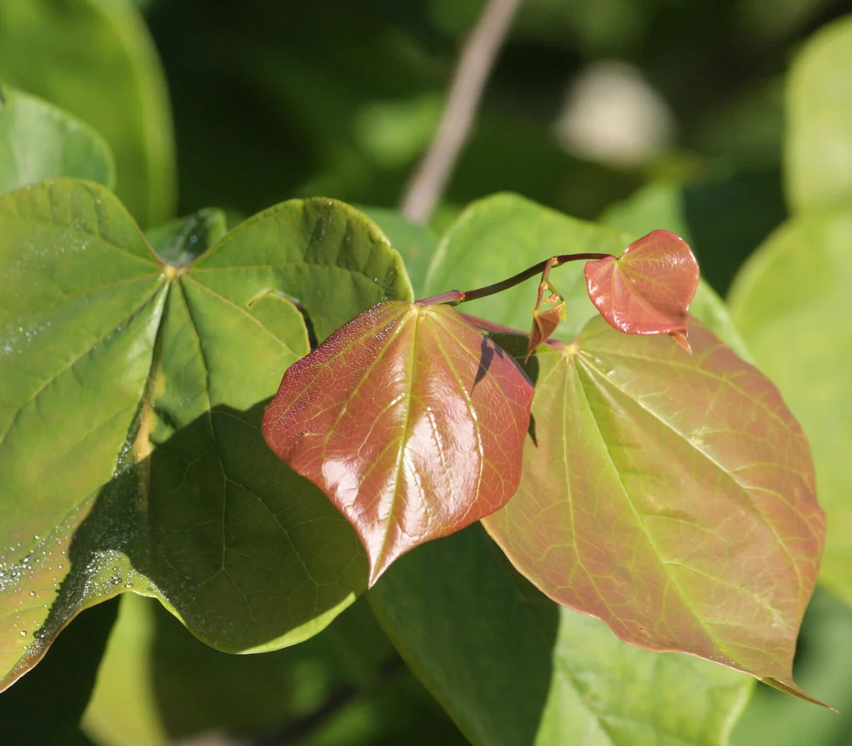 Redbud Tree (Cercis canadensis) Leaves