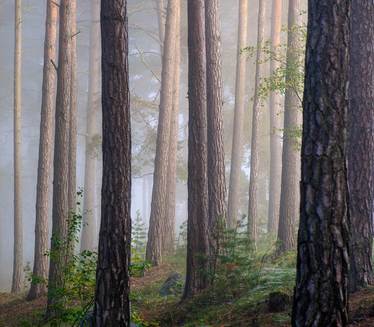 Foggy forest