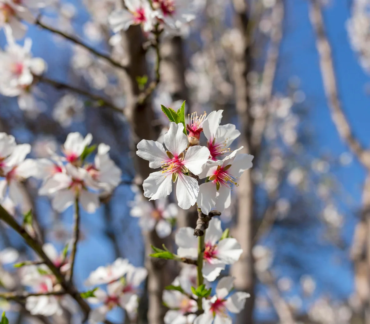 almond blossom