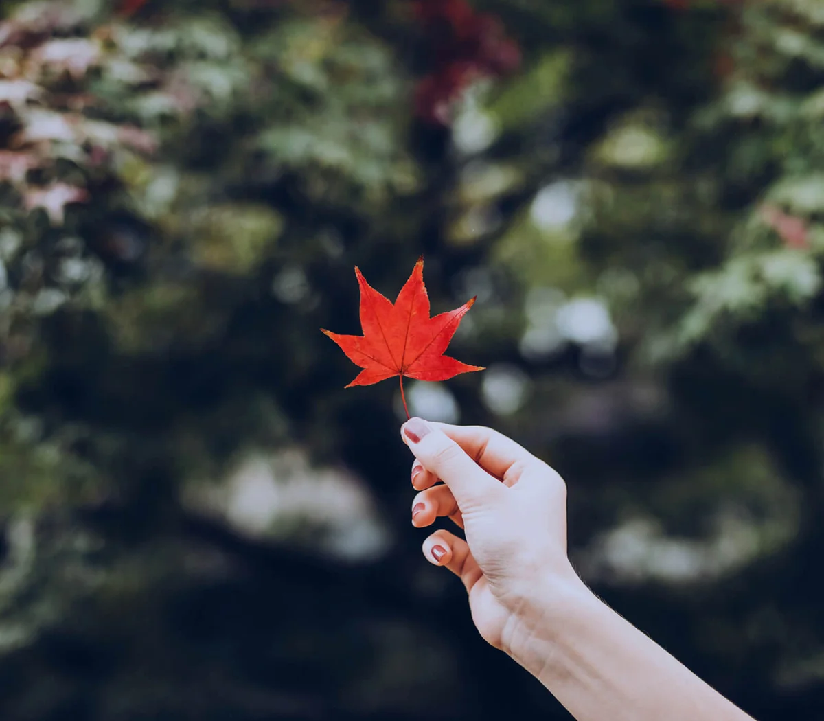 Woman's hand holding a red maple leaf in park