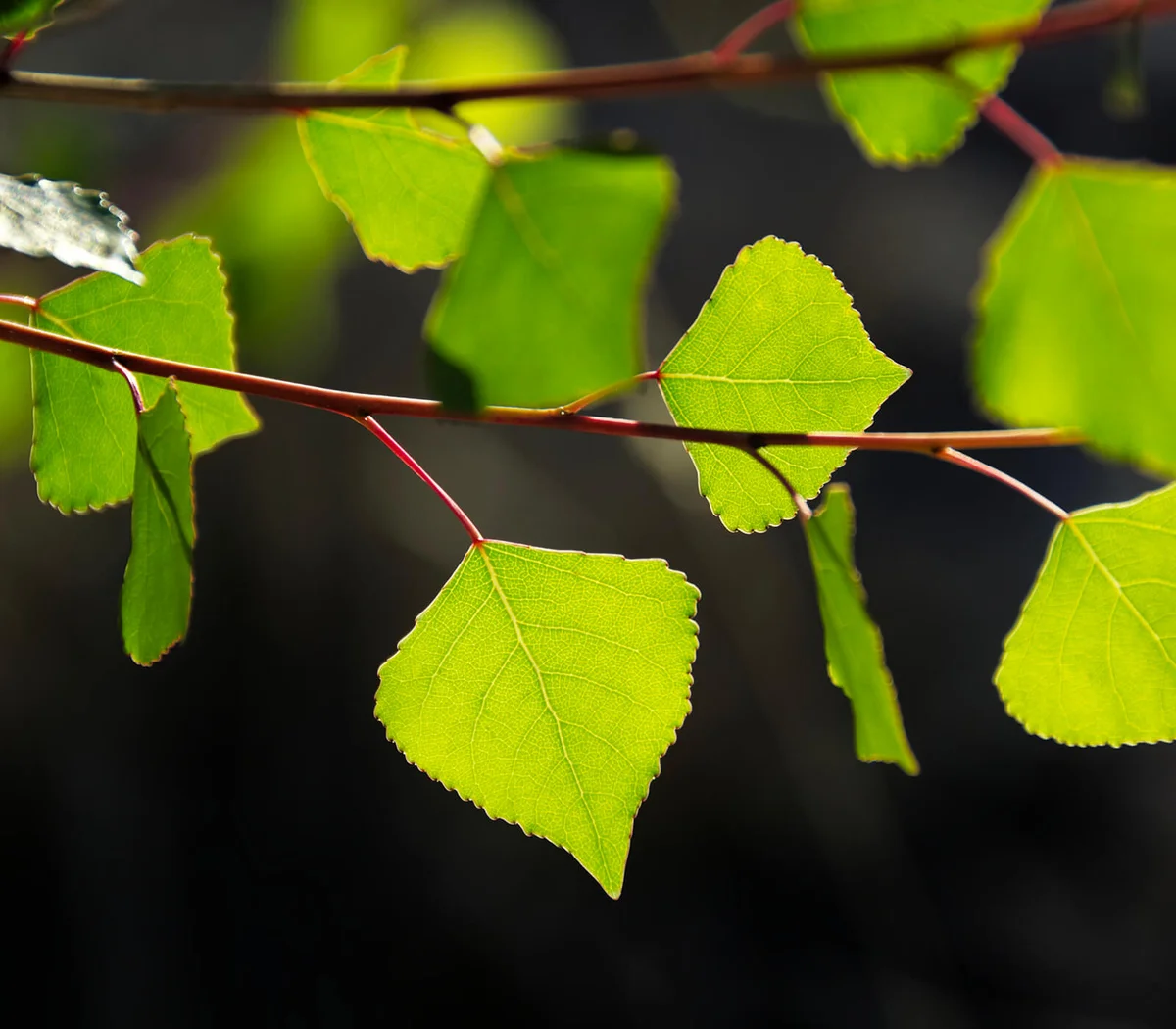 Fremont Cottonwood leaves