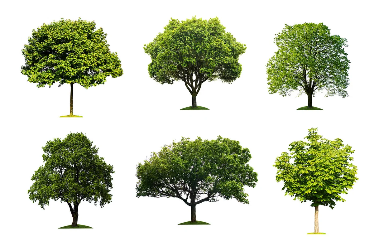 Trees collection