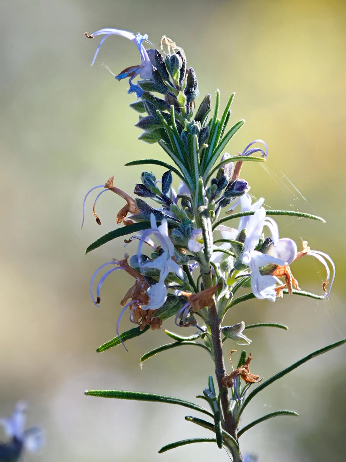 White Rosemary Branch