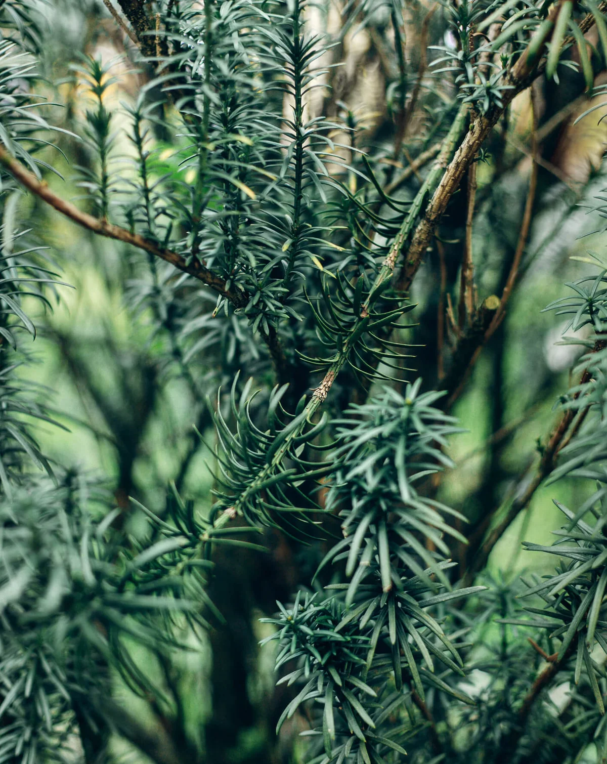 Pine scented rosemary