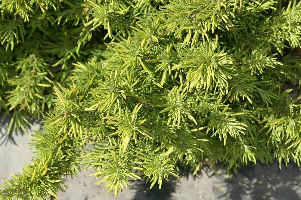 Rosmarinus officinalis 'Joyce DeBaggio' Linnaeus