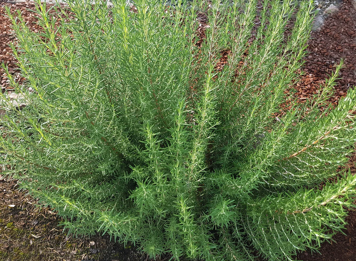 Rosmarinus, officinalis, Arp