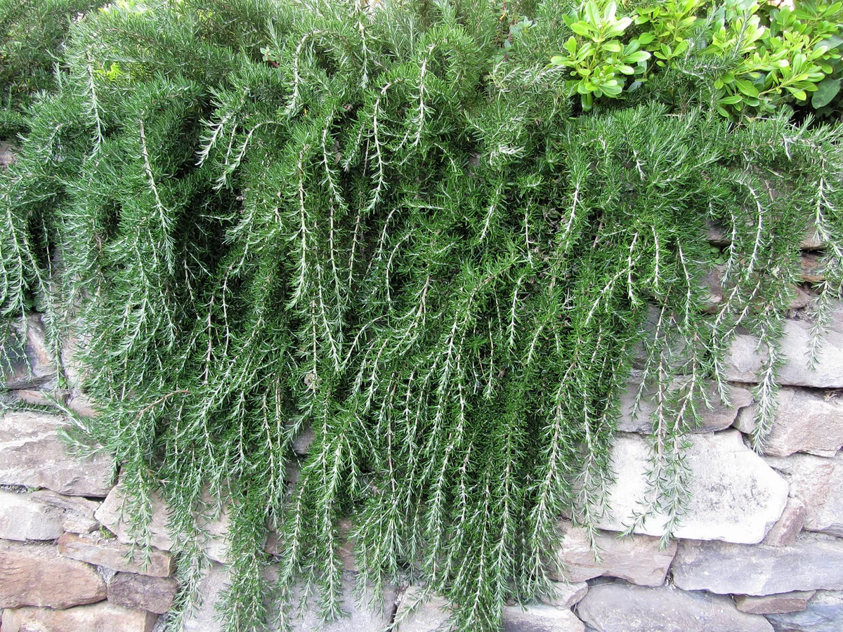 Weeping trailing rosemary plant cascading down a rock wall