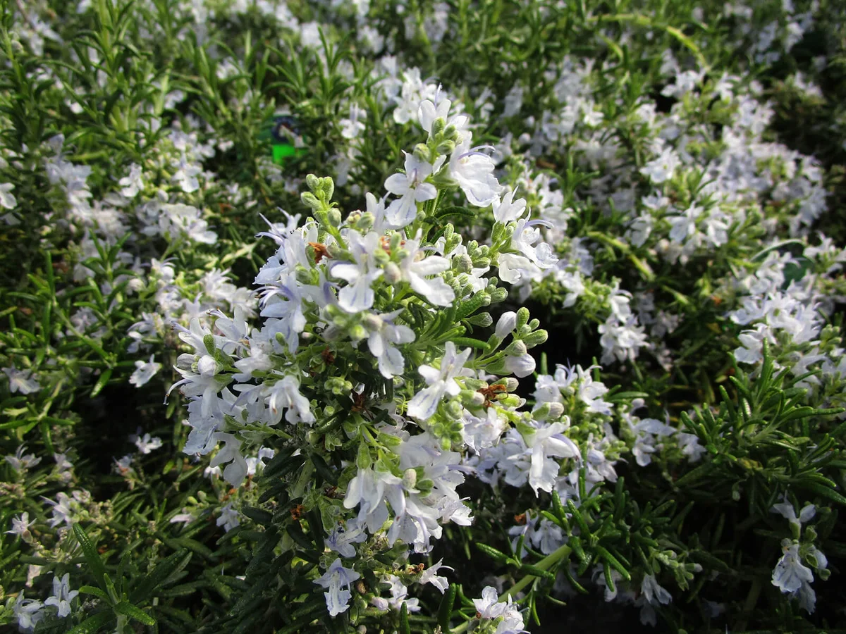 Sweet light blue Huntington Carpet Rosemary herb flowers blooming in spring | ID 143771204 © Blissfultune | Dreamstime.com