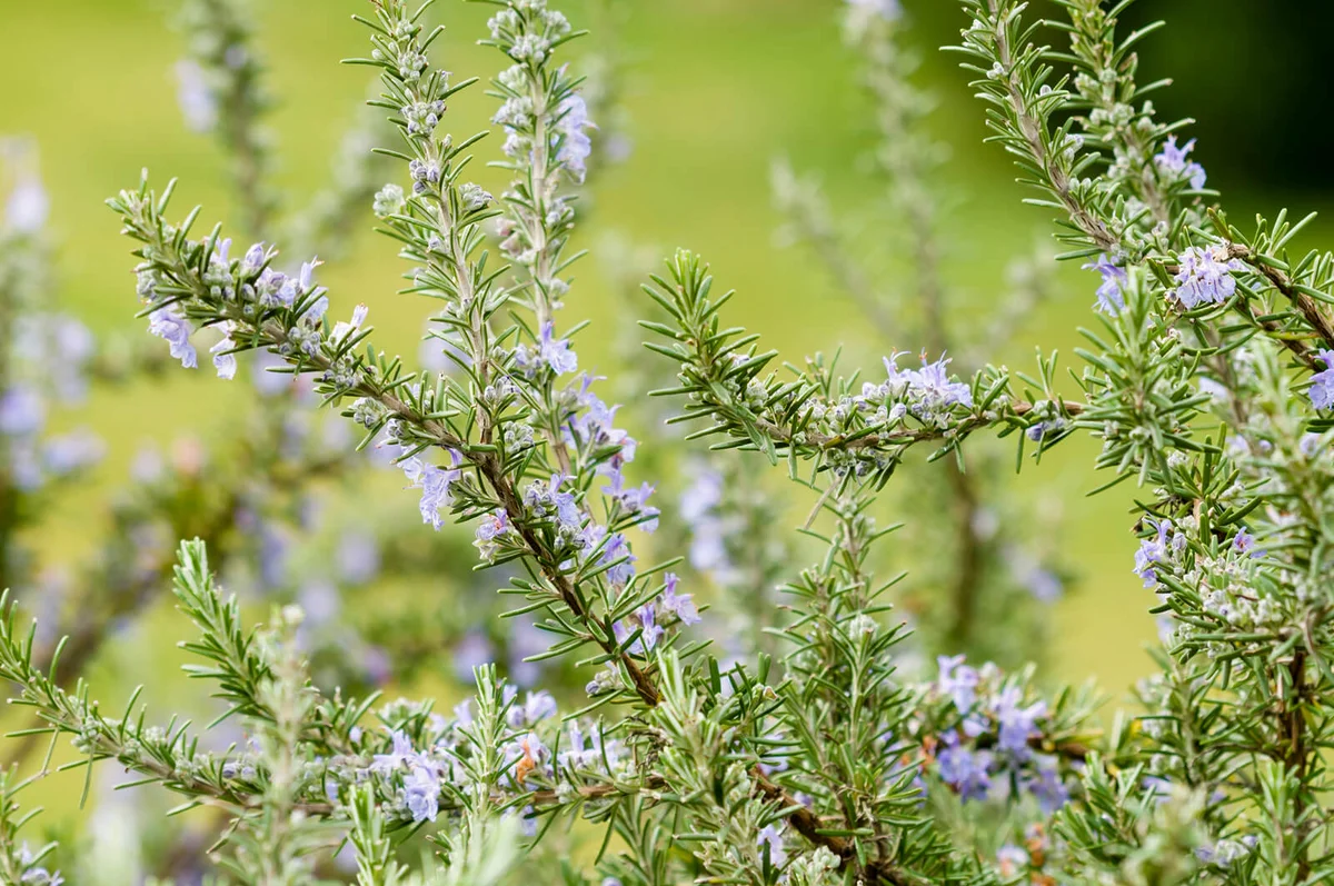 Plants of Rosemary with blue flowers in Spring | ID 29400368 © Alessandrozocc - Dreamstime.com