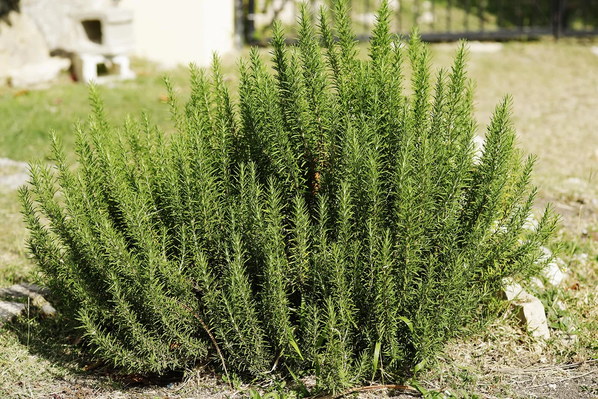 rosemary growing in a garden