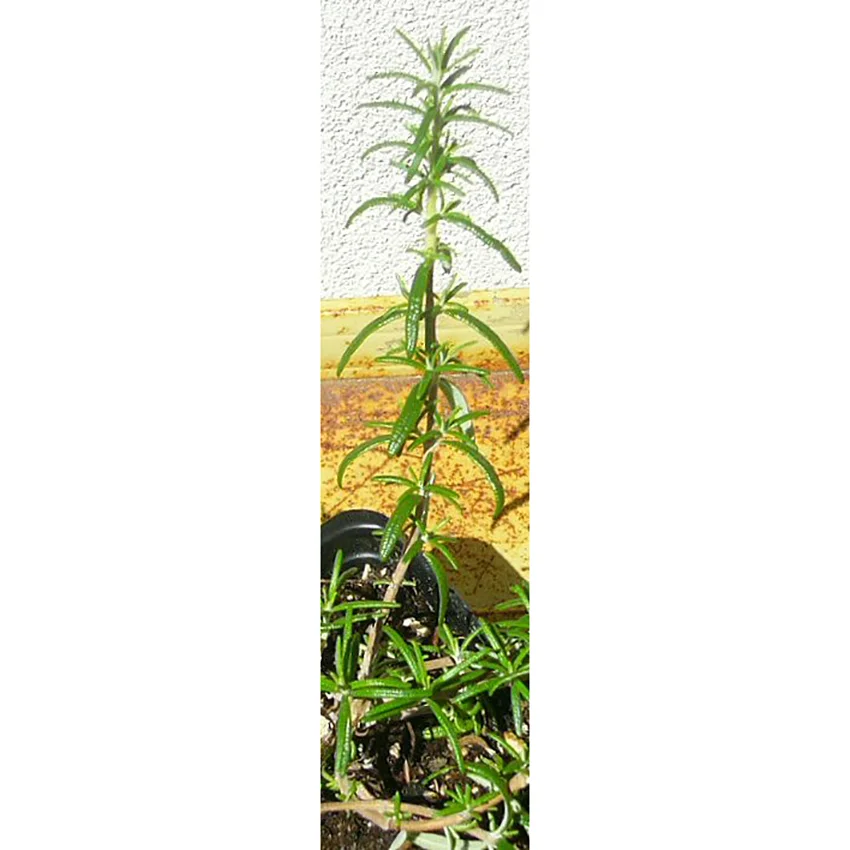 Rosemary 'Irene'