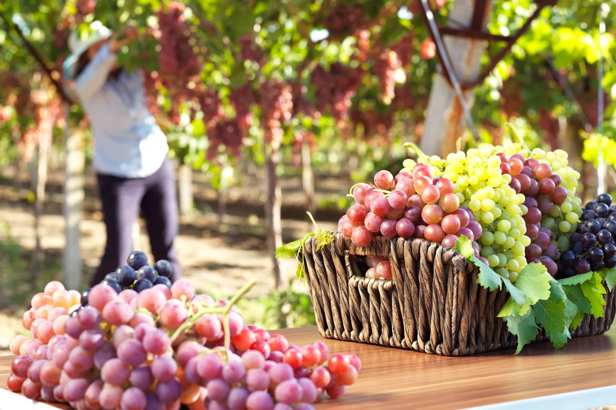 Different Grapes in a Vineyard