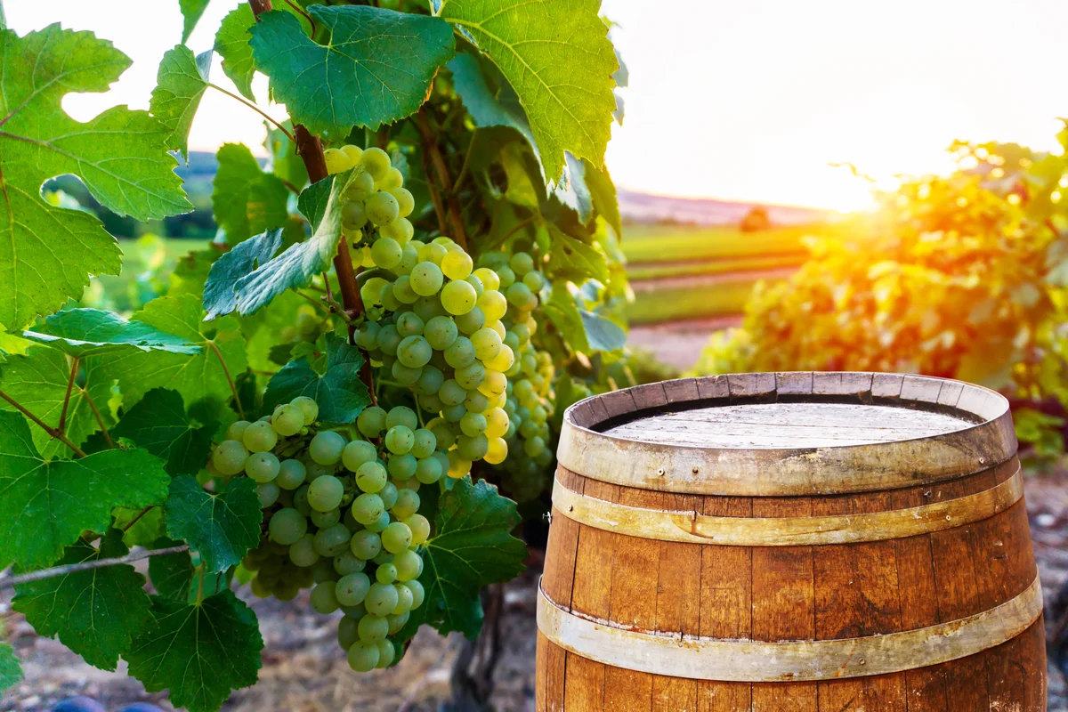 Vineyards with old wooden barrel on row vine green grape