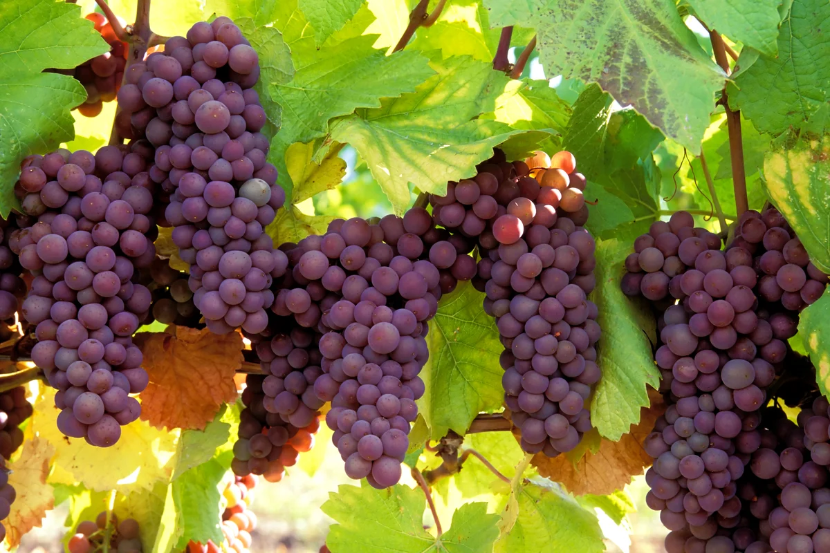 Ripe pinot gris grapes ready for harvest
