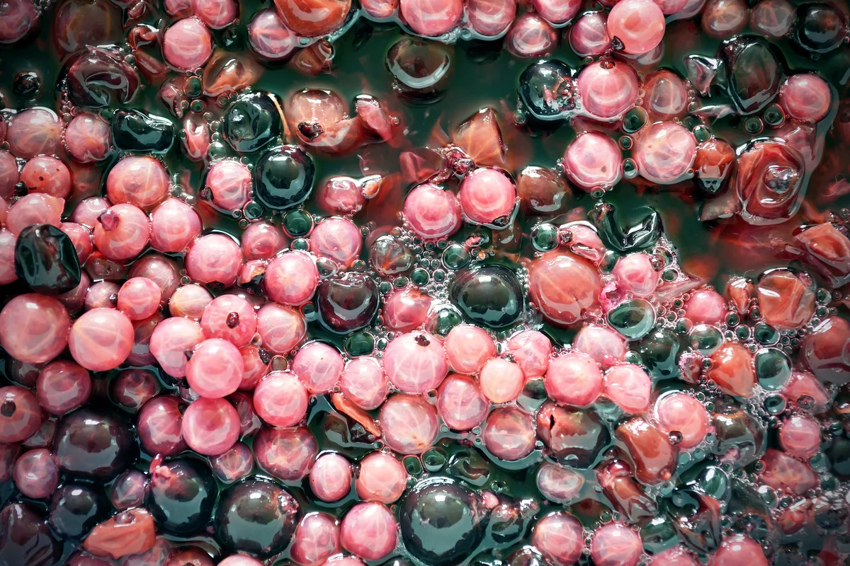 Fermenting musts the berries in wine