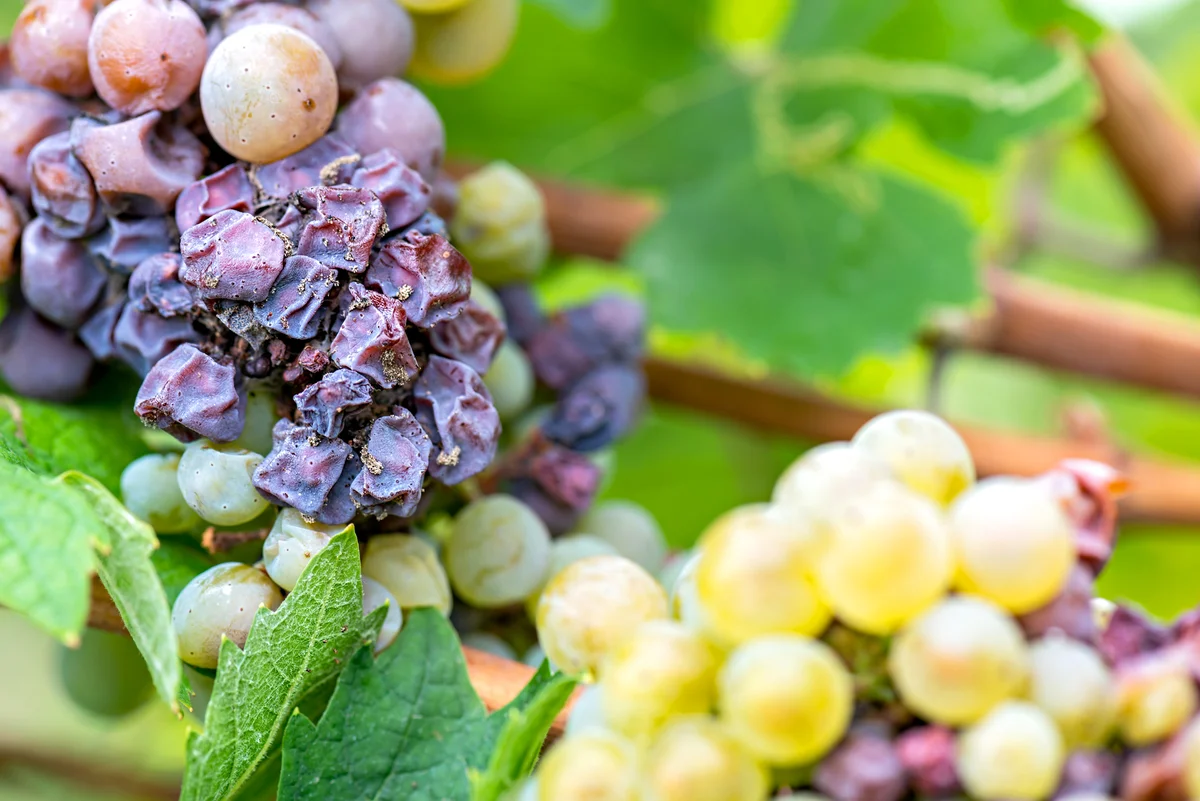 Noble rot of a wine grape, grapes with mold