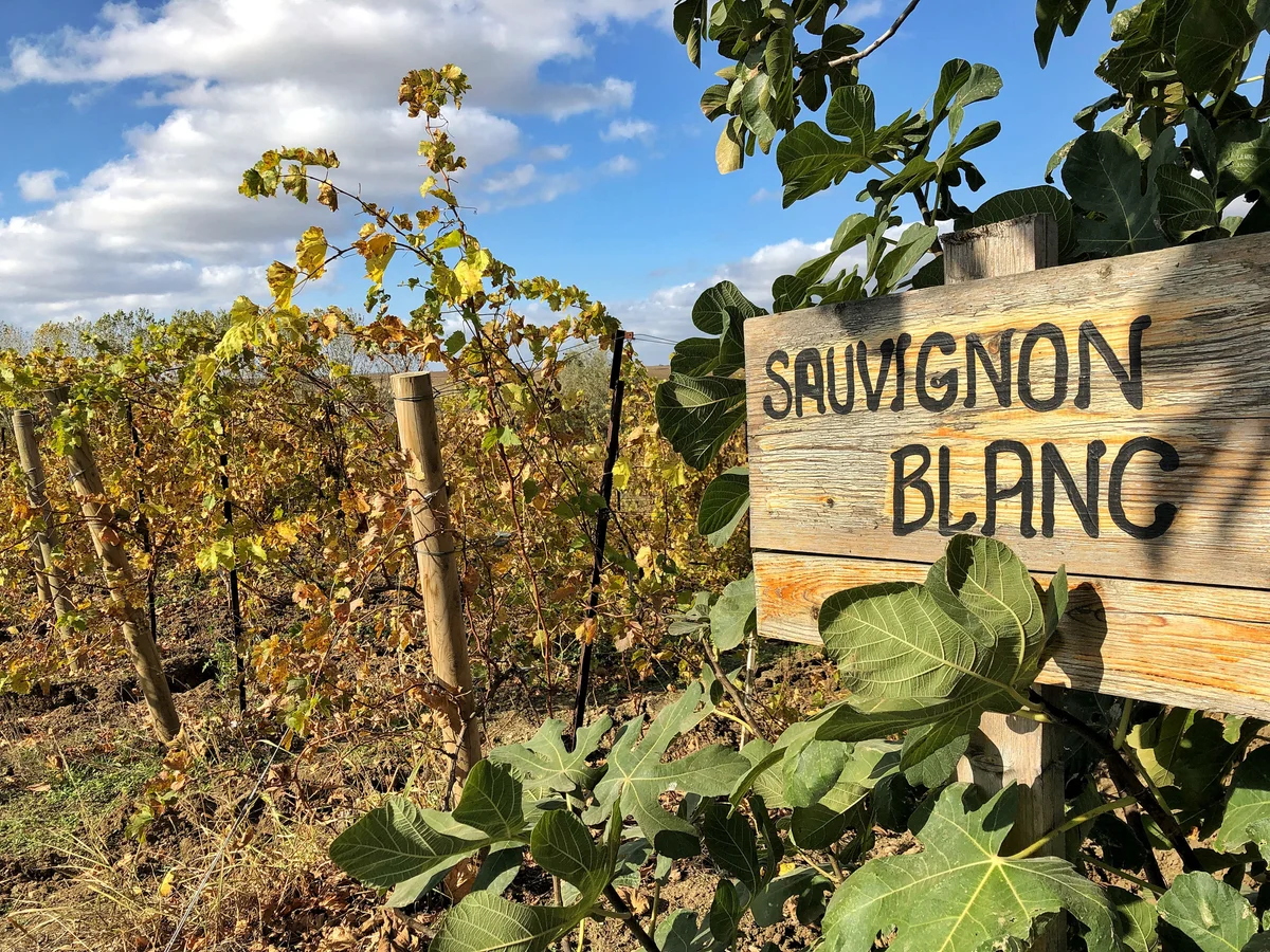 Sauvignon blanc vineyard