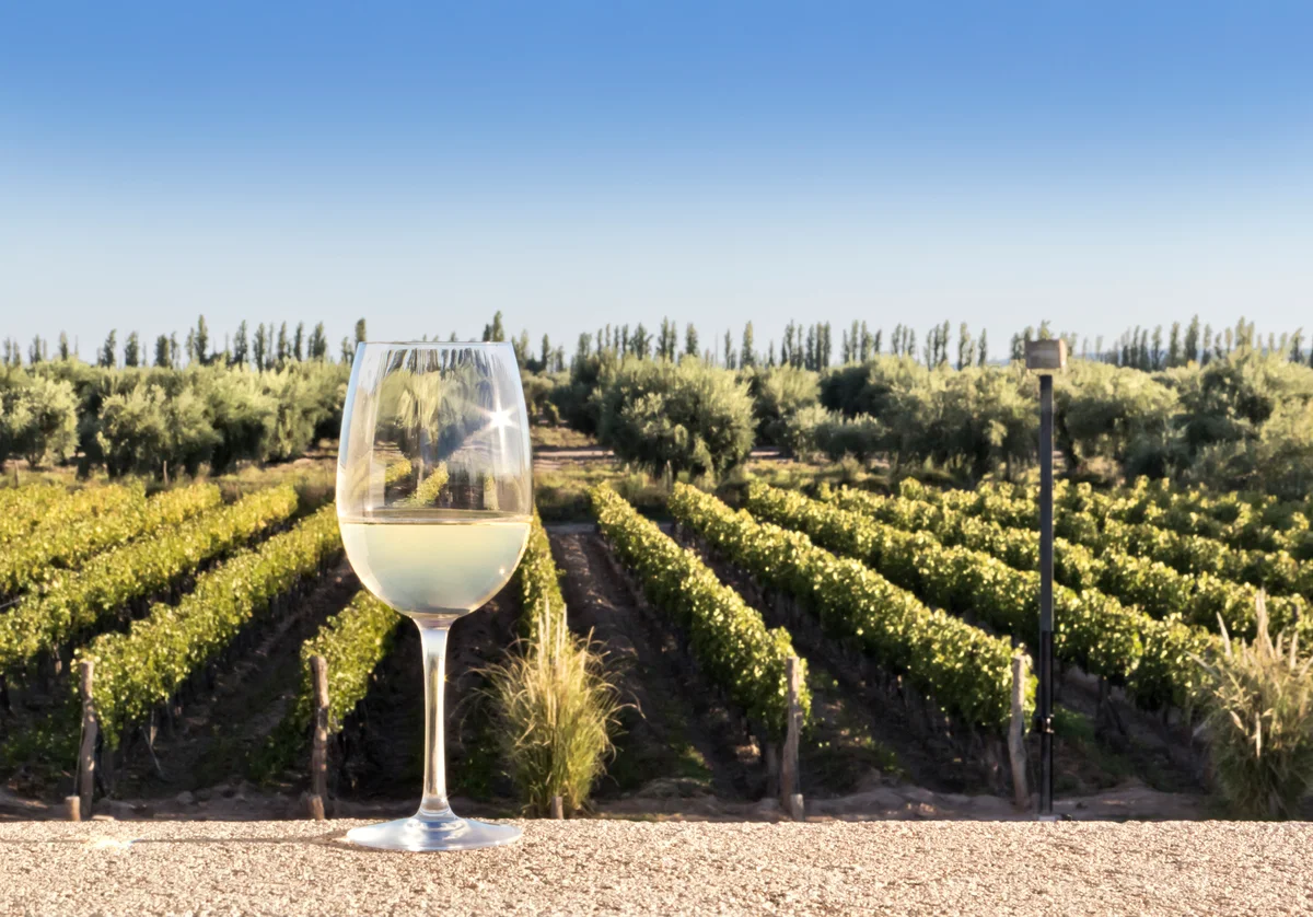 Glass of Torrontes