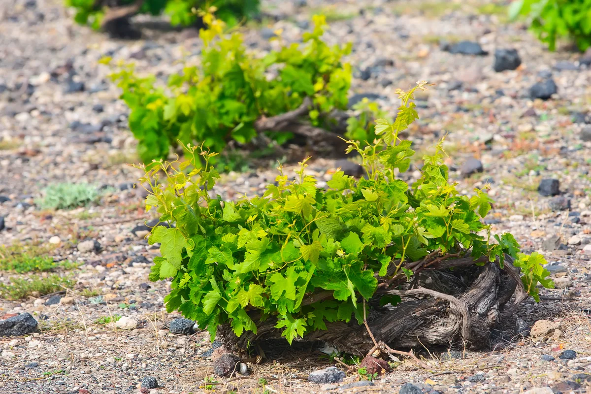 Spiral grape vines in Santorini