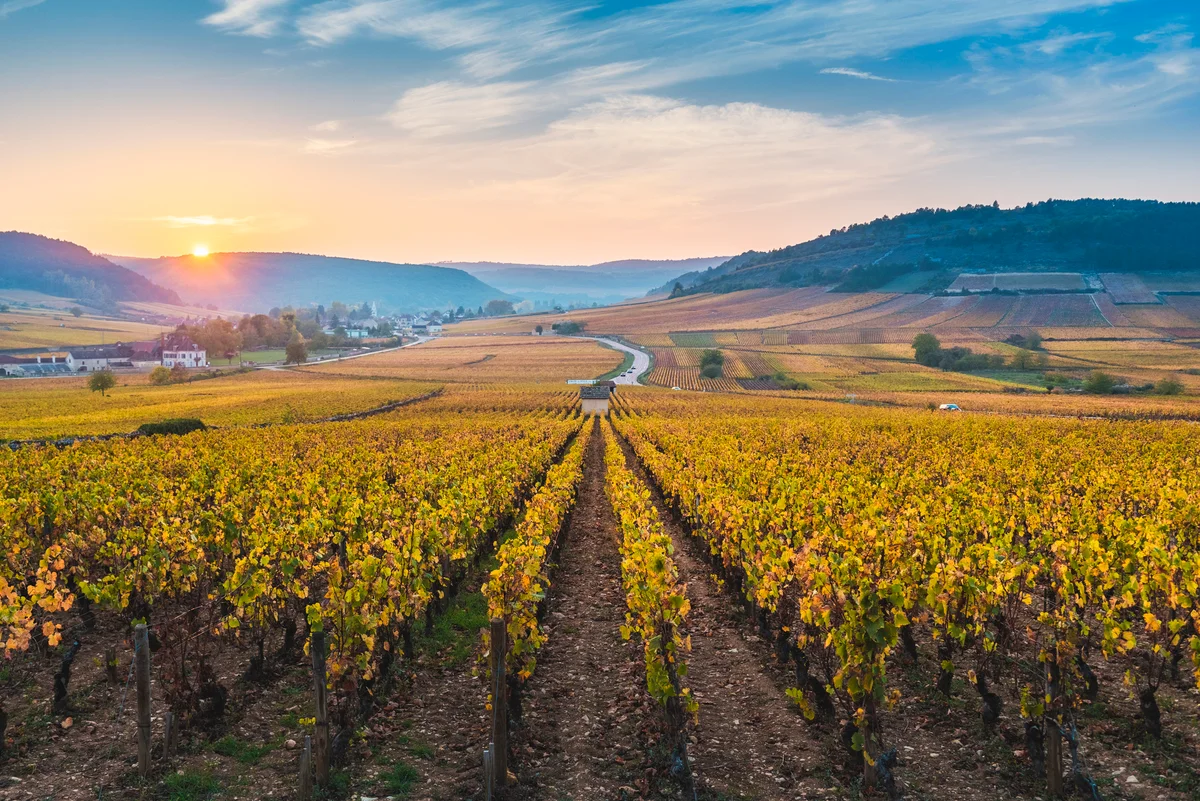 Vineyards in the Cote d'Or