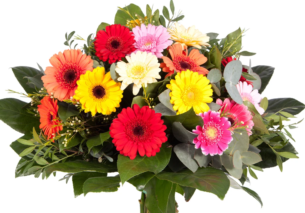 Multi colored Gerbera bouquet