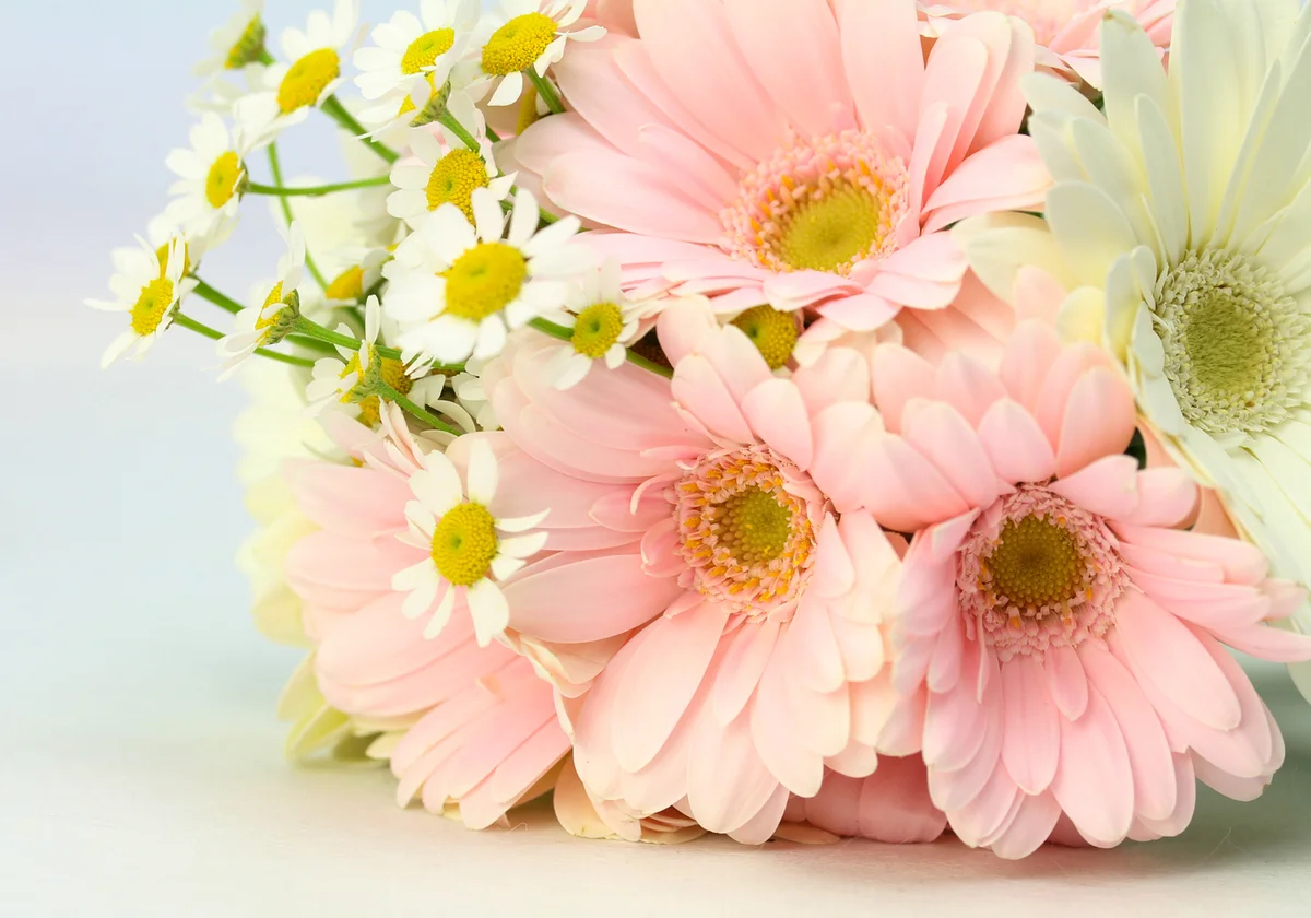 pale pink Gerbera daisy bouquet
