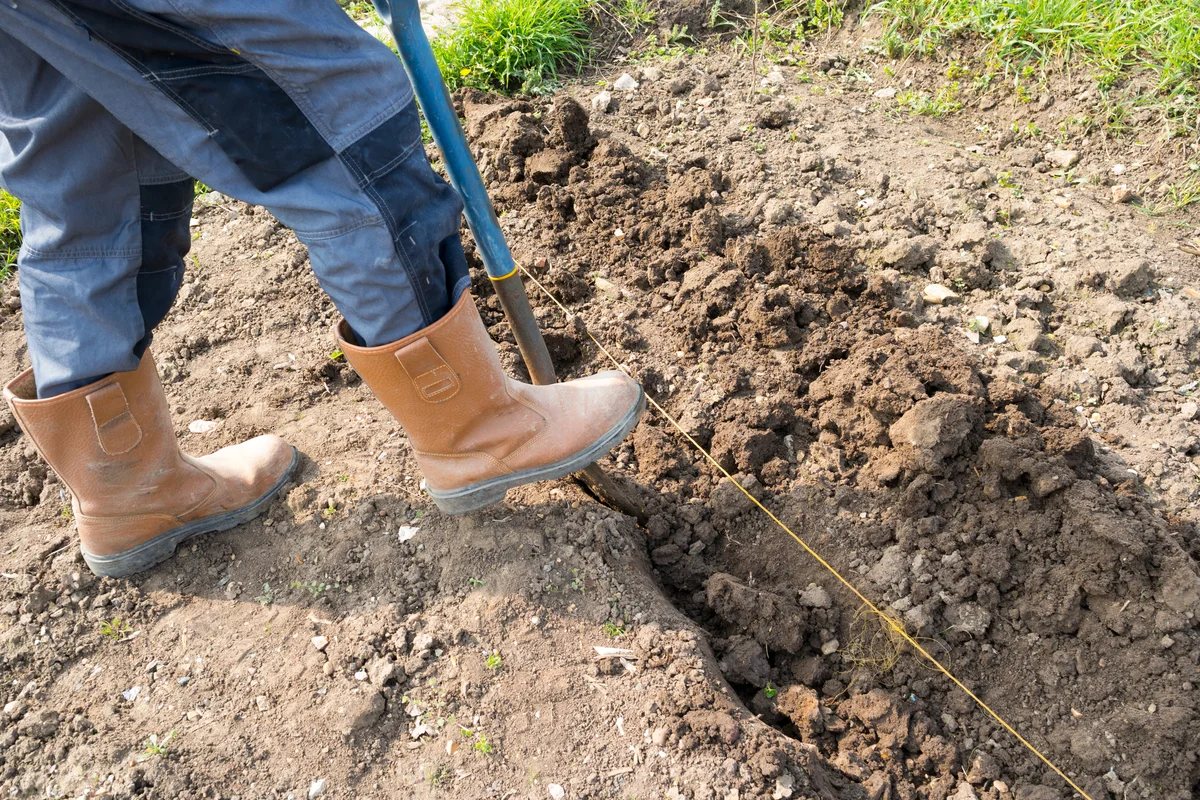 Gardener digging a trench ready for plantin