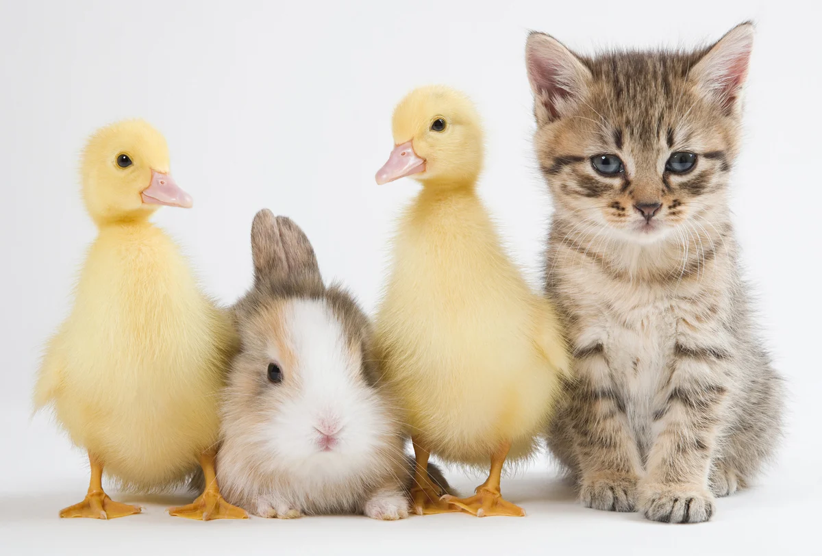 Kitten, ducklings, and rabbit, studio shot