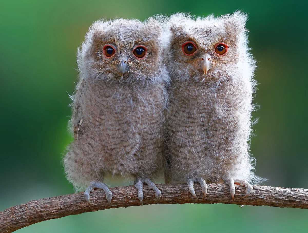 Two baby owls sitting on a branch